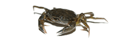 pescar Calavereta