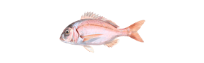 pescar Breca