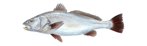pescar Corvina