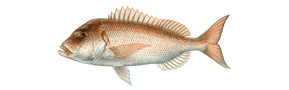 pescar Dentón
