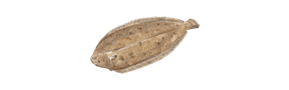 pescar Lenguado