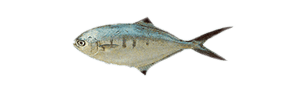 pescar Palometa