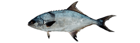 pescar Palometón
