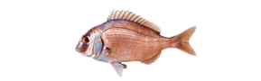 pescar Pargo